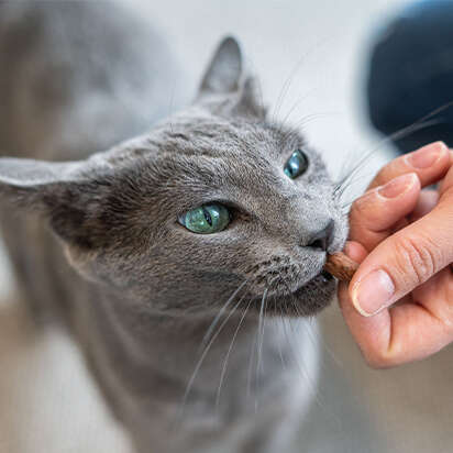 themenwelt bubblenavi katzenernaehrung 412x412